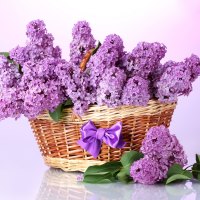 *** Basket of lilacs ***