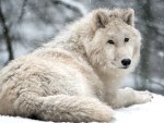 wolf snow