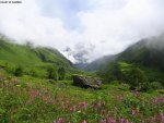Valley Of Flowers.