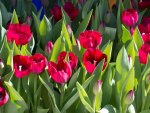 Red Tulips garden