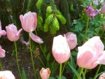 Light Pink Tulips.