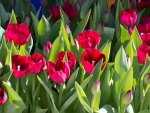 Red tulips garden