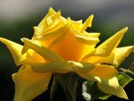 Yellow Rose.