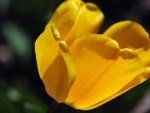 Yellow tulips