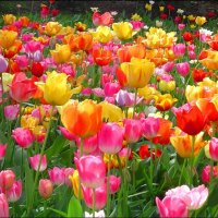 Tulip Festival