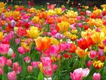 Tulip Festival