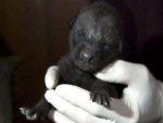New Born Wolf Pup