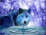 Wolf Beauty