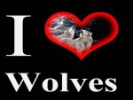 I Love Wolves
