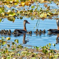 a family going out to eat