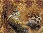 Leopard Spots