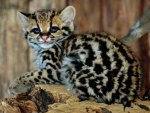 Baby Leopard