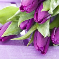 Purple Tulips