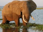 Zambezi Elephant
