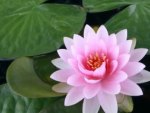 Pretty Pink WaterLily