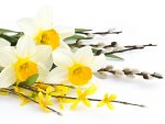 Spring~Easter Daffodils & Willows
