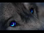 Blue Eyed Wolf