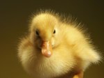 sweet yellow duckling
