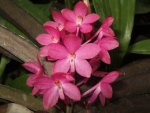 Ascocentrum Orchids Flower