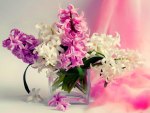 Hyacinths
