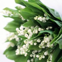 Delicate Spring Flowers For You!