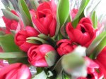Lovely Red Tulips.