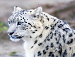 Snow Leopard