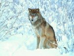 Winter Wolf
