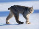Winter Lynx