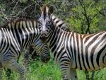 Zebra Wildlife in South Africa