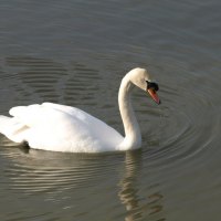Swan