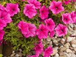 Pink Petunia Flowers