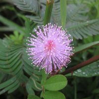 pudica mimosa