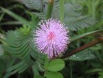 pudica mimosa