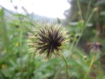 black dandelion