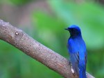 Pretty Blue Bird