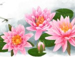 Water Lilies Pink