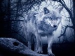 Wolf In Mist