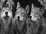 Beautiful Wolves