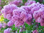 Pretty Lilacs