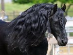 Magnificant Friesian