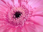 Pink lovely gerbera