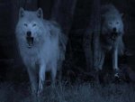 Wolves At Night