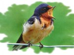 Barn Swallow - Bird  2