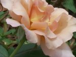 Peach coloured rose