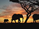 Elephants at Sunset