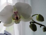 Orchid
