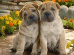sweet puppies