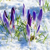 Spring flower and snow