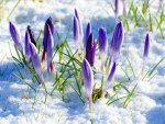 Spring flower and snow